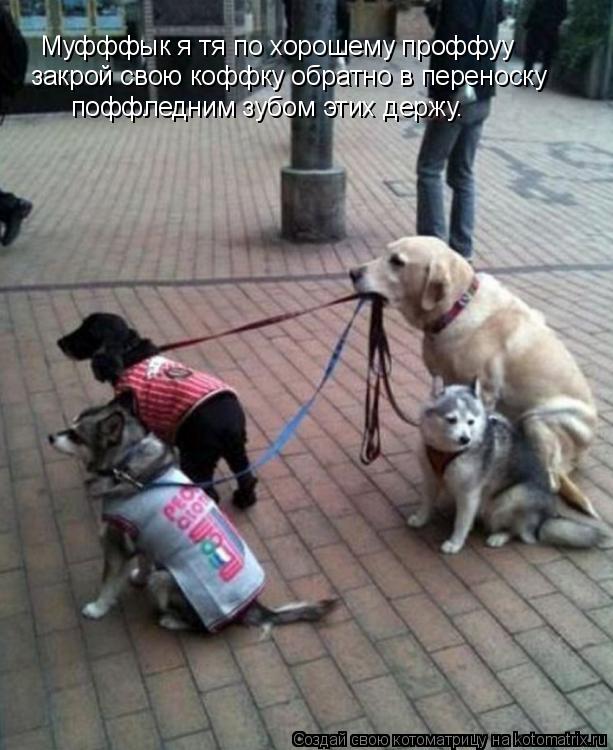 Котоматрица: Муфффык я тя по хорошему проффуу закрой свою коффку обратно в переноску поффледним зубом этих держу.