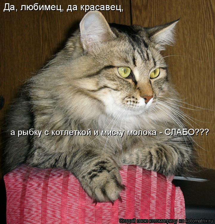 Котоматрица: Да, любимец, да красавец,  а рыбку с котлеткой и миску молока - СЛАБО???