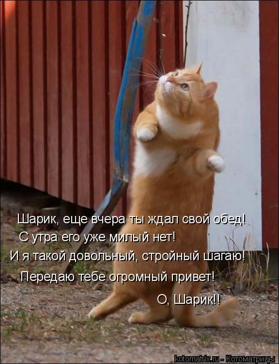 Котоматрица: Шарик, еще вчера ты ждал свой обед! С утра его уже милый нет! И я такой довольный, стройный шагаю! Передаю тебе огромный привет!  О, Шарик!!