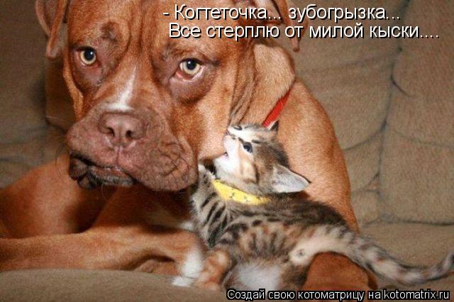 Котоматрица: - Когтеточка... зубогрызка... Все стерплю от милой кыски....