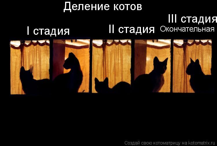 Котоматрица: Деление котов I стадия II стадия III стадия Окончательная