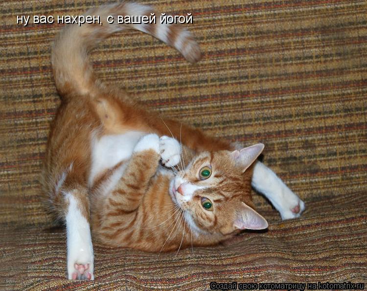 Котоматрица: ну вас нахрен, с вашей йогой