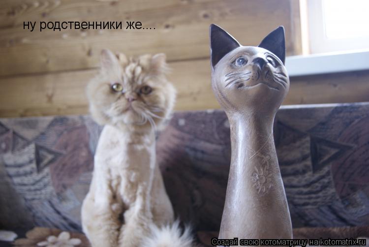 Котоматрица: ну родственники же....