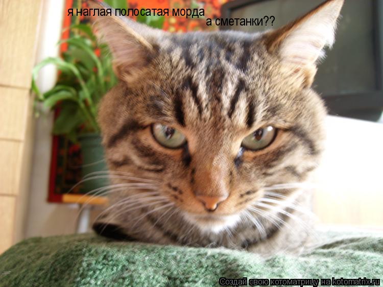 Котоматрица: я наглая полосатая морда  а сметанки??