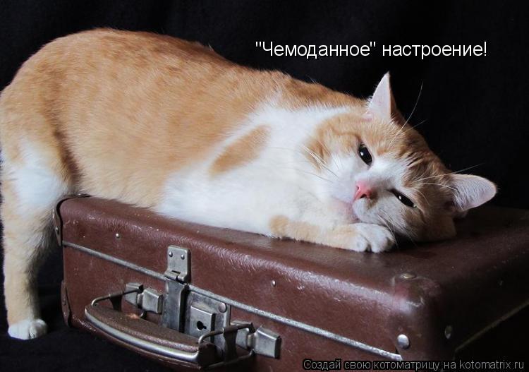 Котоматрица: "Чемоданное" настроение!