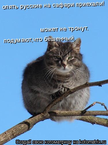 Котоматрица: опять русские на сафари приехали! опять русские на сафари приехали! может не тронут. подумают,что бешенный