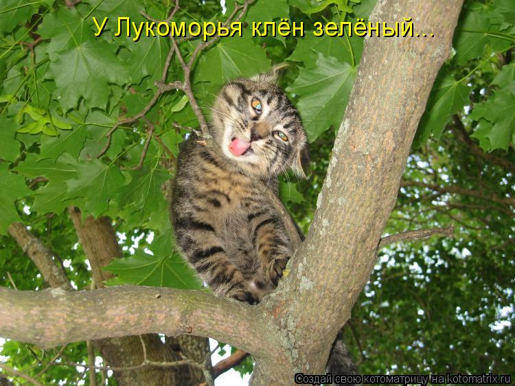 Котоматрица: У Лукоморья клён зелёный...