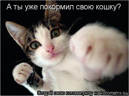 Котоматрица: А ты уже покормил свою кошку?