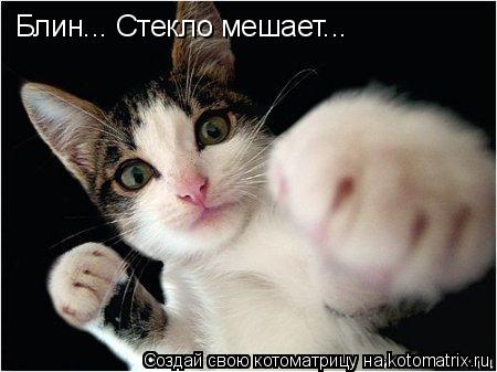 Котоматрица: Блин... Стекло мешает...