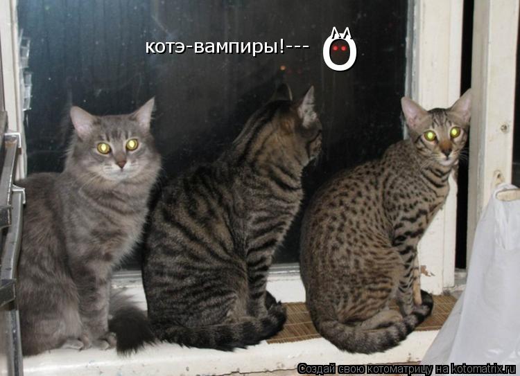 Котоматрица: о  v v котэ-вампиры! ---