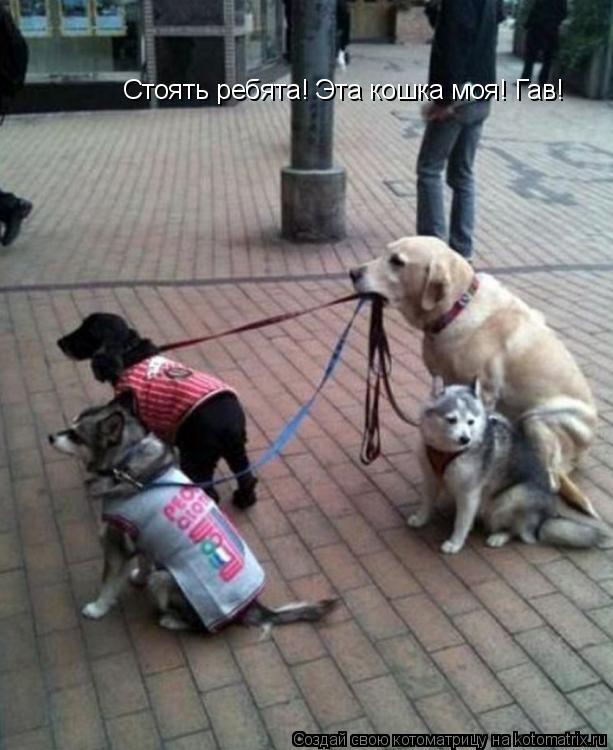 Котоматрица: Стоять ребята! Эта кошка моя! Гав!