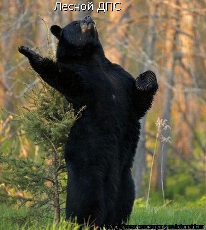Лесной ДПС... Котоматрица: Лесной ДПС