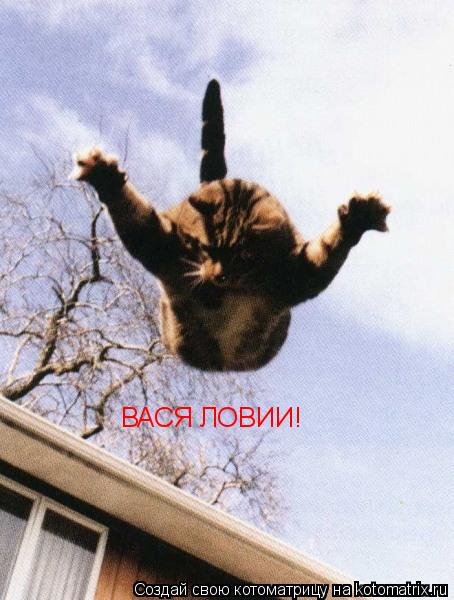 ВАСЯ ЛОВИИ!... Котоматрица: ВАСЯ ЛОВИИ!