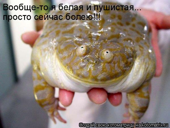 Вообще-то я белая и пушистая... просто сейчас болею!!!... Котоматрица: Вообще-то я белая и пушистая... просто сейчас болею!!!