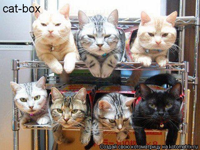 cat-box... Котоматрица: cat-box