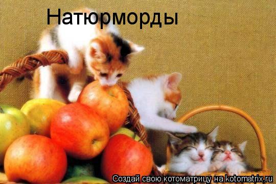 Натюрморды... Котоматрица: Натюрморды