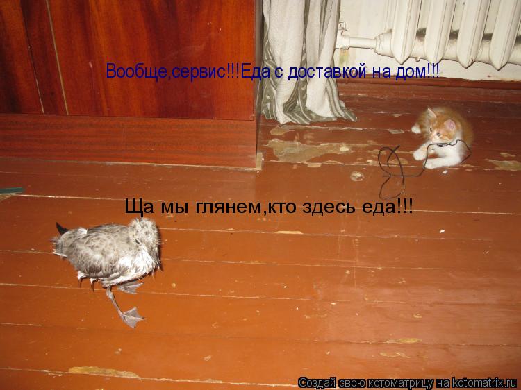 Котоматрица: Вообще,сервис!!!Еда с доставкой на дом!!! Ща мы глянем,кто здесь еда!!!