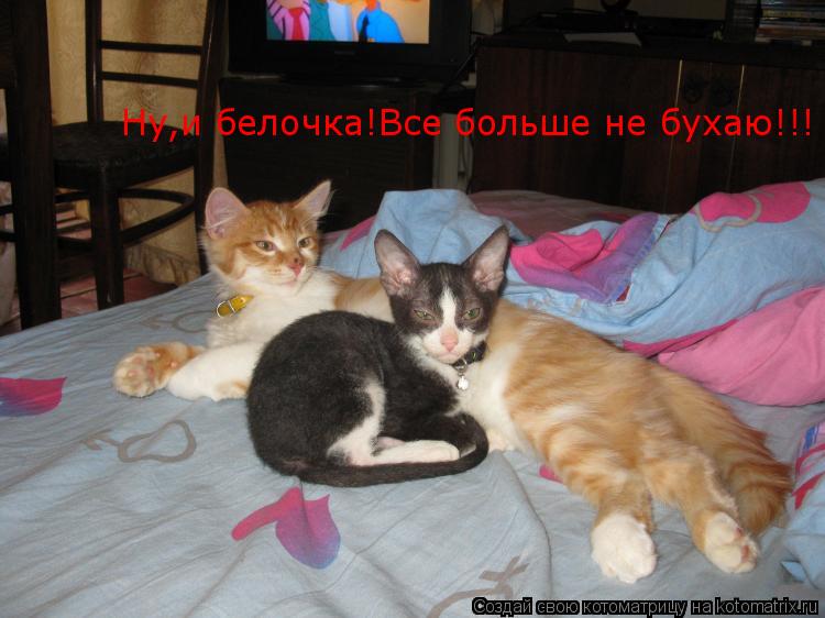Котоматрица: Ну,и белочка!Все больше не бухаю!!!