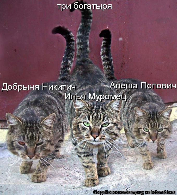 три богатыря Илья Муромец Алеша Попович Добрыня Никитич... Котоматрица: три богатыря Илья Муромец Алеша Попович Добрыня Никитич