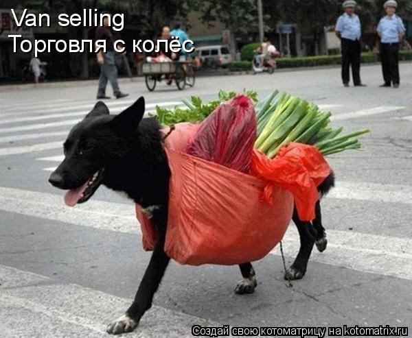 Котоматрица: Van selling Торговля с колёс