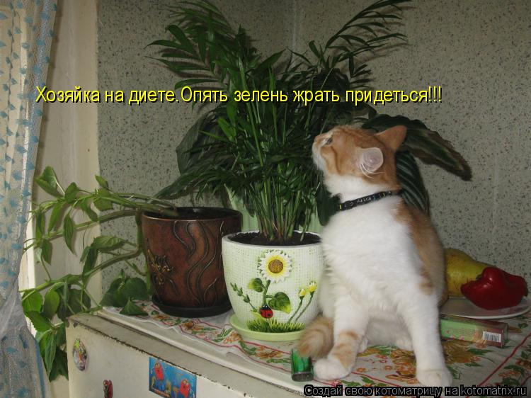 Котоматрица: Хозяйка на диете.Опять зелень жрать придеться!!!