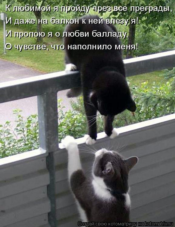 Котоматрица: К любимой я пройду чрез все преграды, И даже на балкон к ней влезу я! И пропою я о любви балладу, О чувстве, что наполнило меня!
