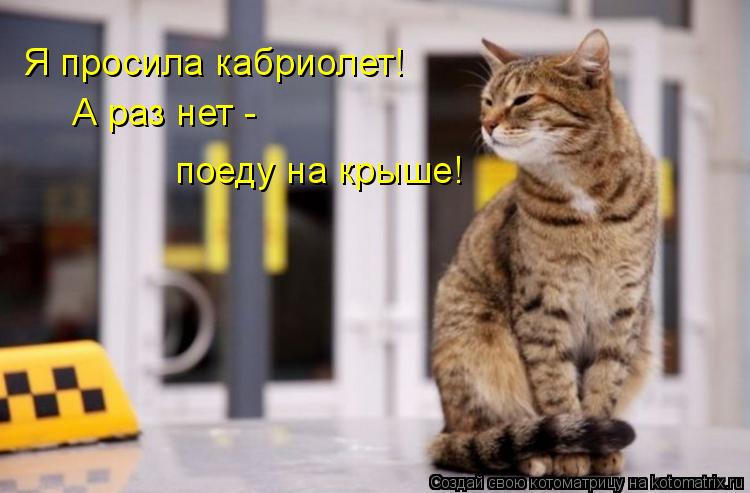 Котоматрица: Я просила кабриолет! А раз нет -  поеду на крыше!