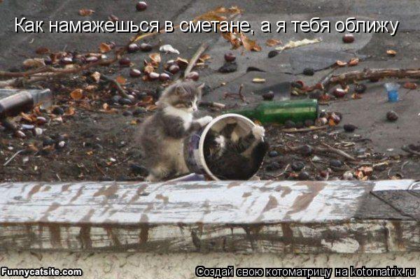 Котоматрица: Как намажешься в сметане, а я тебя оближу
