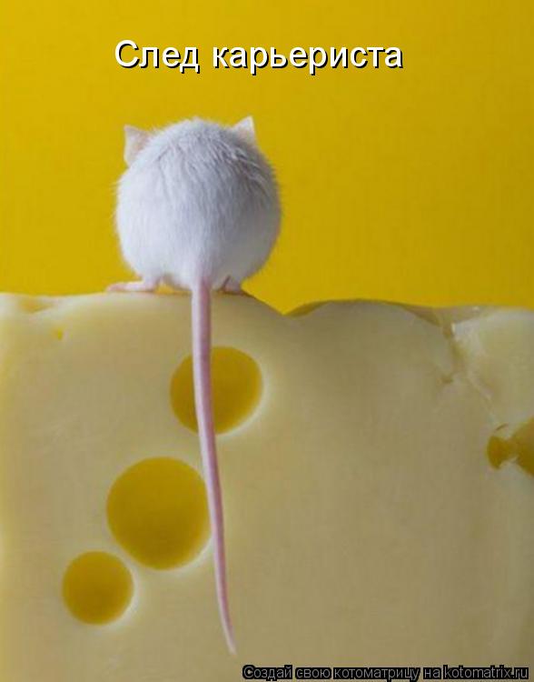 Котоматрица: След карьериста