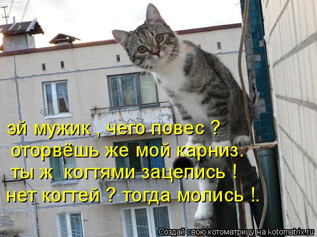 Котоматрица: эй мужик , чего повес ? оторвёшь же мой карниз. ты ж  когтями зацепись ! нет когтей ? тогда молись !.