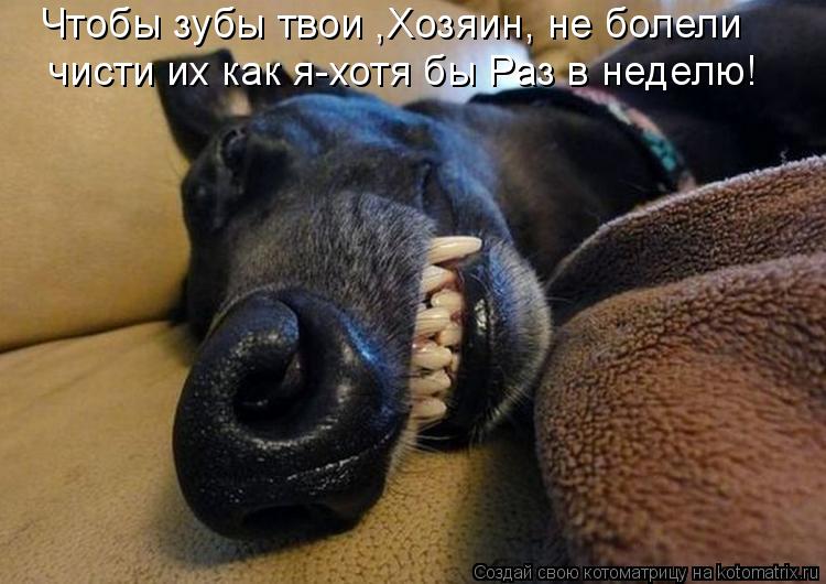 Котоматрица: Чтобы зубы твои ,Хозяин, не болели чисти их как я-хотя бы Раз в неделю!