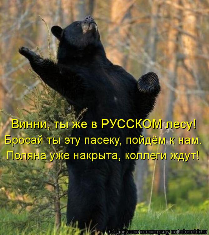 Котоматрица: Винни, ты же в РУССКОМ лесу!  Бросай ты эту пасеку, пойдём к нам. Поляна уже накрыта, коллеги ждут!
