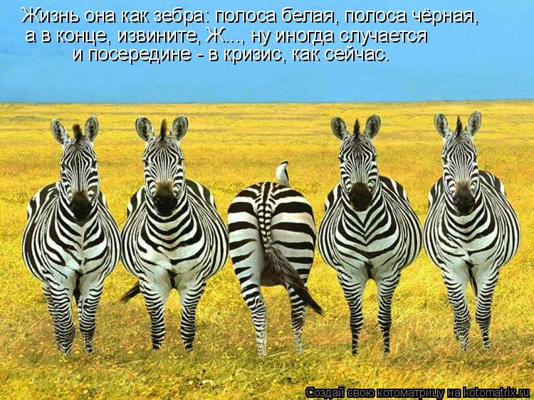 Котоматрица: Жизнь она как зебра: полоса белая, полоса чёрная, а в конце, извините, Ж..., ну иногда случается  и посередине - в кризис, как сейчас.