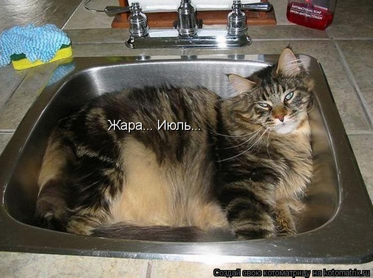 Котоматрица: Жара... Июль...