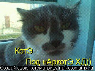 Котоматрица: КотЭ Под нАркотЭ ХД))