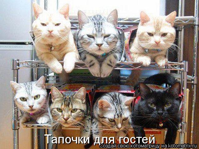 Котоматрица: Тапочки для гостей