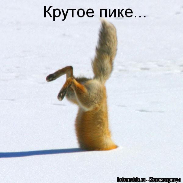 Котоматрица: Крутое пике...