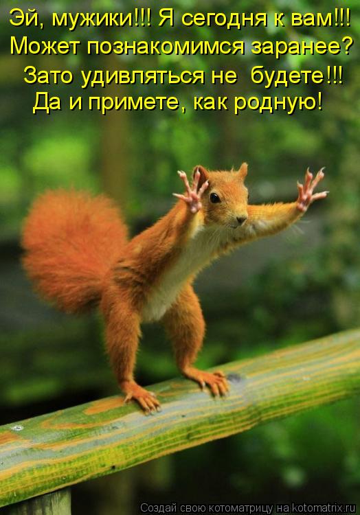Котоматрица: Эй, мужики!!! Я сегодня к вам!!! Может познакомимся заранее? Зато удивляться не  будете!!! Да и примете, как родную!