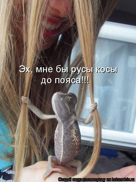Котоматрица: Эх, мне бы русы косы  до пояса!!!