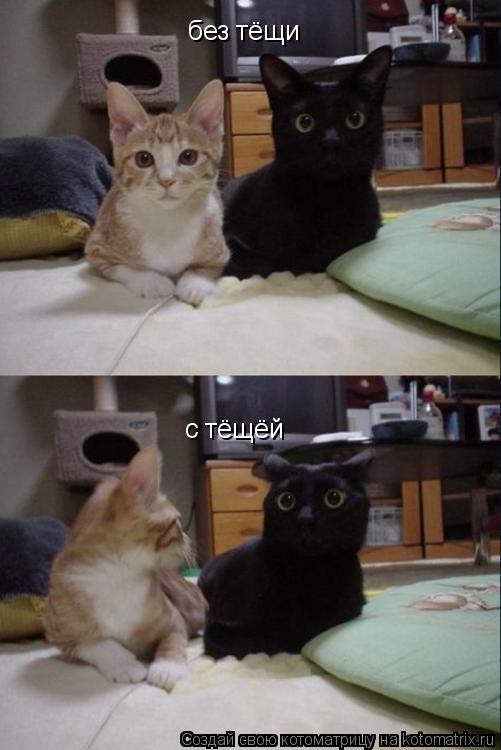 Котоматрица: без тёщи  с тёщёй