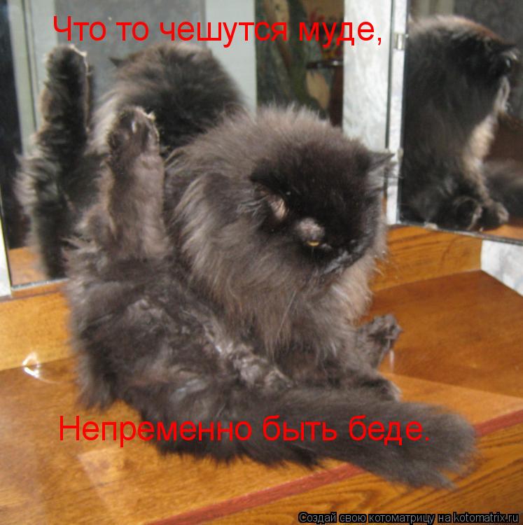Котоматрица: Что то чешутся муде, Непременно быть беде.
