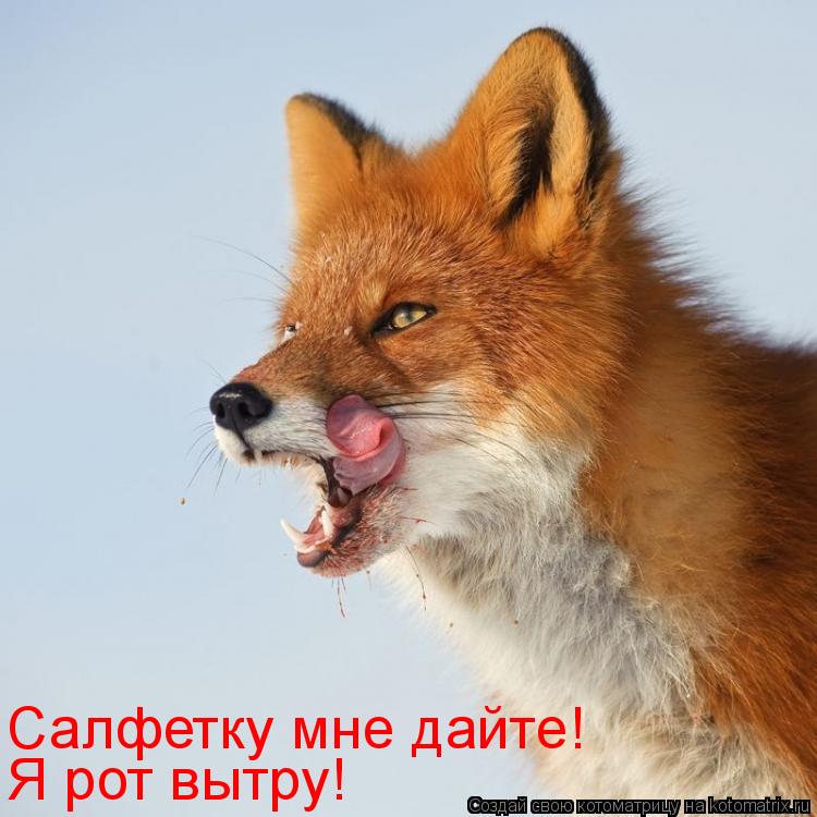 Котоматрица: Я рот вытру! Салфетку мне дайте!