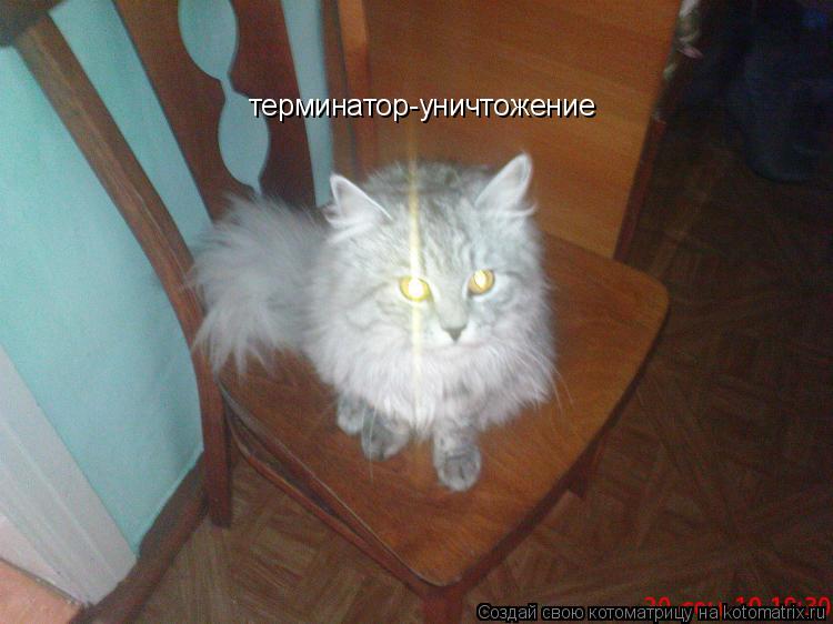 Котоматрица: терминатор-уничтожение
