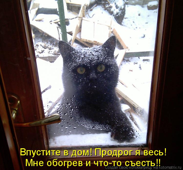 Котоматрица: Впустите в дом! Продрог я весь! Мне обогрев и что-то съесть!!