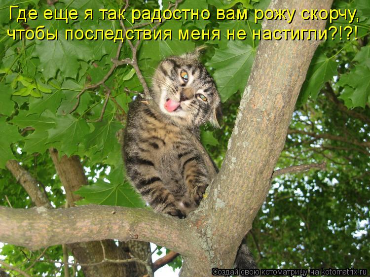 Котоматрица: Где еще я так радостно вам рожу скорчу, чтобы последствия меня не настигли?!?!
