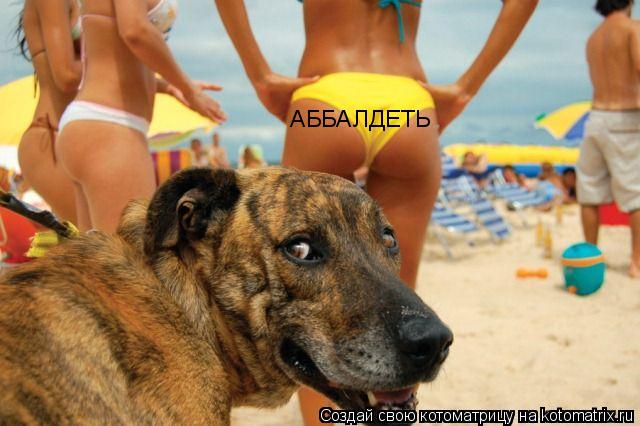 Котоматрица: АББАЛДЕТЬ