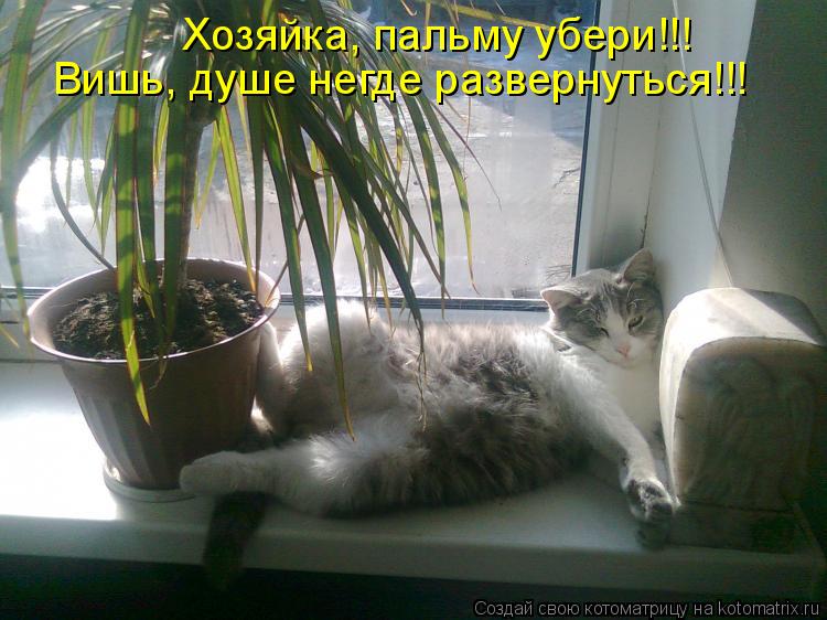 Котоматрица: Хозяйка, пальму убери!!! Вишь, душе негде развернуться!!!
