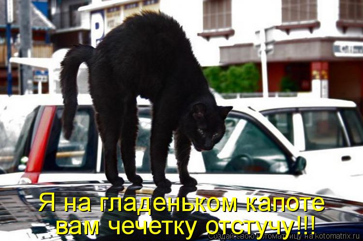 Котоматрица: Я на гладеньком капоте вам чечетку отстучу!!!