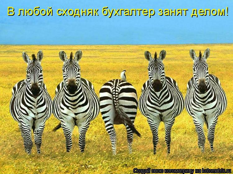 Котоматрица: В любой сходняк бухгалтер занят делом!