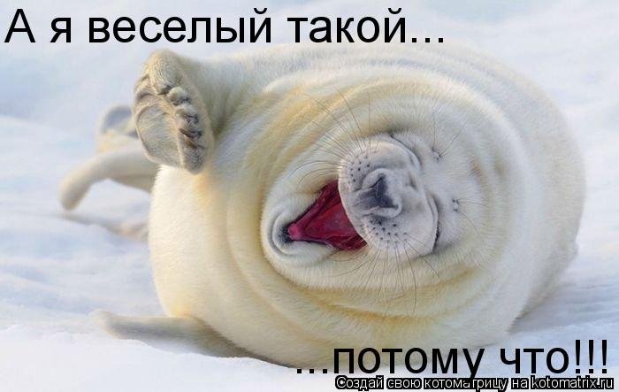 Котоматрица: ...потому что!!! А я веселый такой...